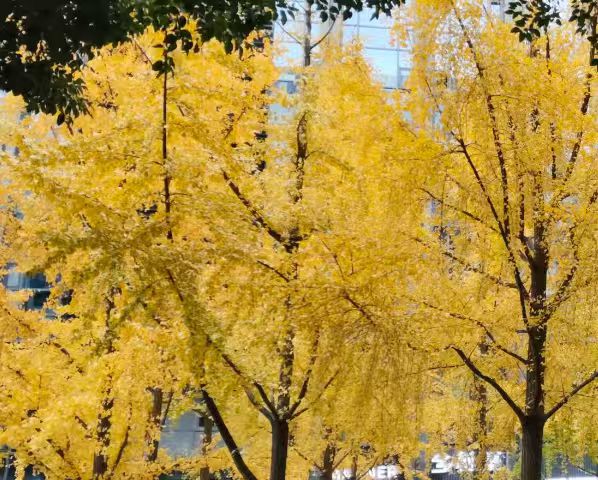 广东建成首个省级数字政府无人机体系，接入无人机超4000架，基本实现全省镇街覆盖